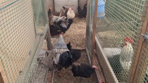 Нужно оплодное яйцо. Объединила всех кур и петухов-одна большая семья.