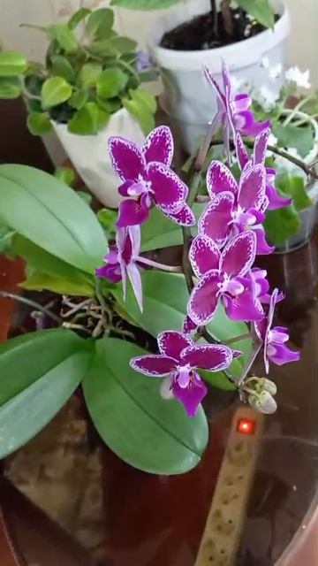 Орхидея на подоконнике