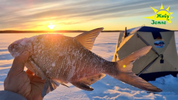 Зимняя Рыбалка с Ночёвкой. Один на Льду 2026