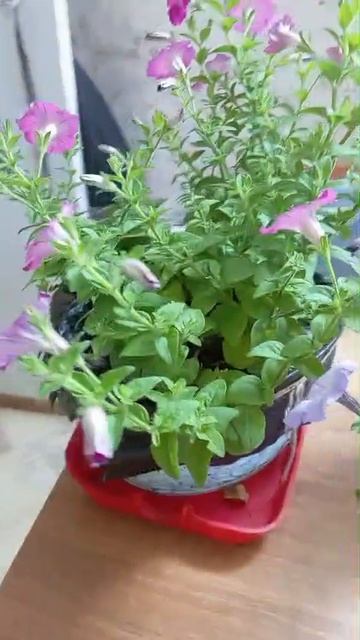 букеты петуньи + лилии зима 25\26, Заполярье