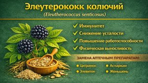 Элеутерококк колючий (Eleutherococcus senticosus)