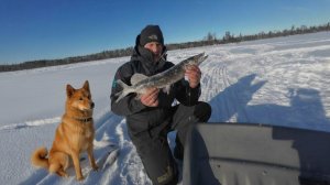 Выживаем в мороз . Зимовье в лесу. Ловим Окуня и Щуку. Готовим зайца. Поездка на ТОФАЛАР-600.