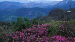 ФИЛЬМ 1: ЗА ЧЁРНЫМИ ЖУРАВЛЯМИ НА ЗЕВСКОЕ ПЛАТО СИХОТЭ-АЛИНЯ 1996 (40 мин.)