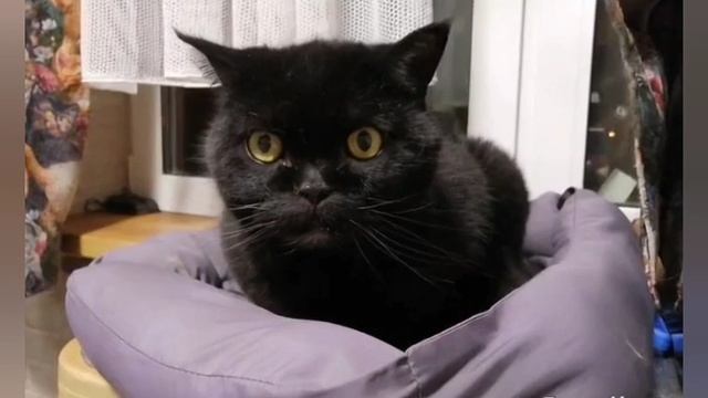 Посмеемся? Разговор Наташи с котами! смотреть онлайн