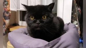 Посмеемся? Разговор Наташи с котами!