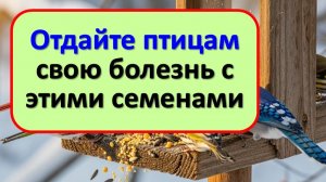 Какие семена бросить птицам, чтобы они забрали болезнь? Старинный ритуал для здоровья и достатка