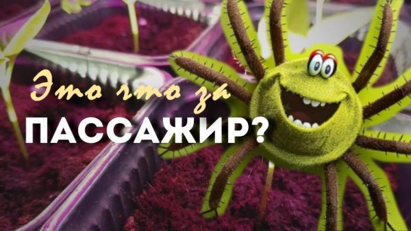 Паук и дачные хлопоты