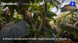 В Крыму объяснили резкое подорожание огурцов