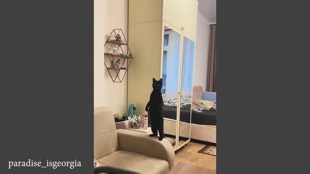 Веселые и смешные котики