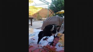 Королева Ричи Прибыла! Ее Величественное Приземление и Королевская Трапеза