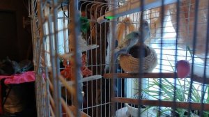 Говорливые трусихи