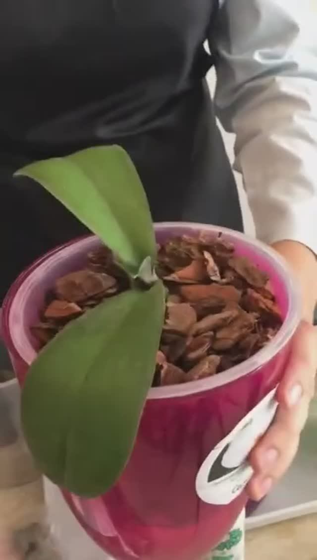 Как себя чувствуют орхидеи после пересадки в кору Орхимания