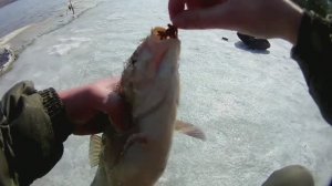 РЫБАЛКА МЕЧТЫ!!!ЛОВЛЯ КРУПНОГО ЯЗЯ НА ДОНКУ С БЕРЕГА!!!Река ВОЛГА