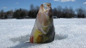 Новый Выпуск. Русская Рыбалка. Сам на Сам с Природой. Ловлю Вкусную Рыбку. Смотреть без Рекламы