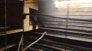 Ворон Гриша 10 ноября, с праздником