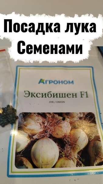 Посадка лука Эксибишен на рассаду.