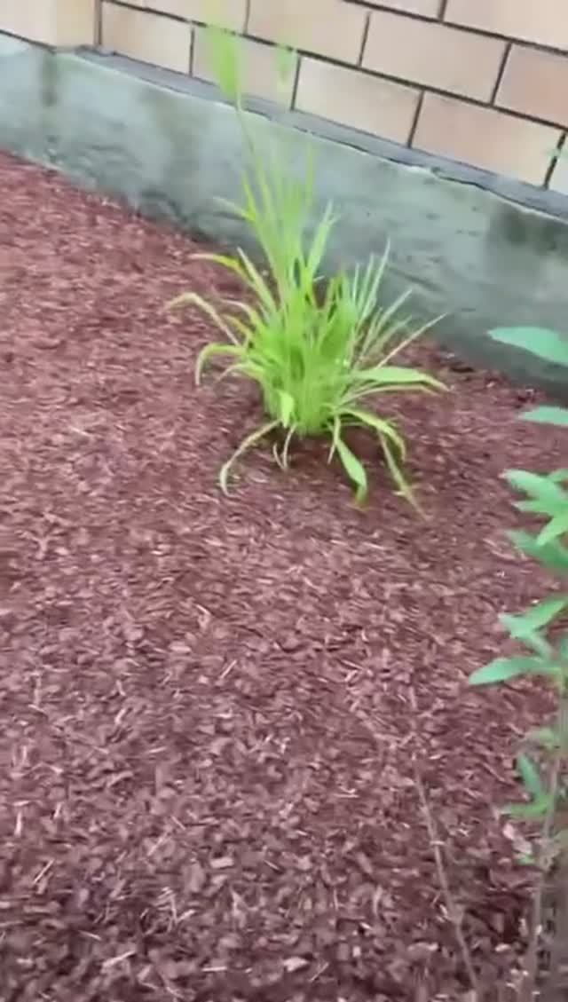 Кора лиственницы 0-3 см для мульчирования от Баркинвуд