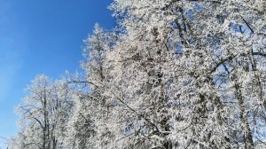 Изморозь на деревьях при оседании радиационного тумана 18.02