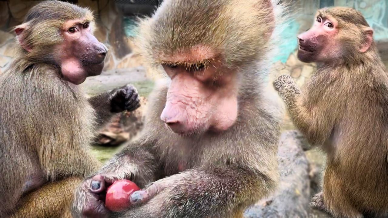 Черешня в бутылках - самая дорогая валюта! У Люси щеки вместо карманов, у Степы бутылка как жердочка смотреть онлайн