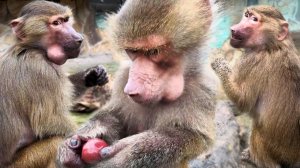 Черешня в бутылках - самая дорогая валюта! У Люси щеки вместо карманов, у Степы бутылка как жердочка