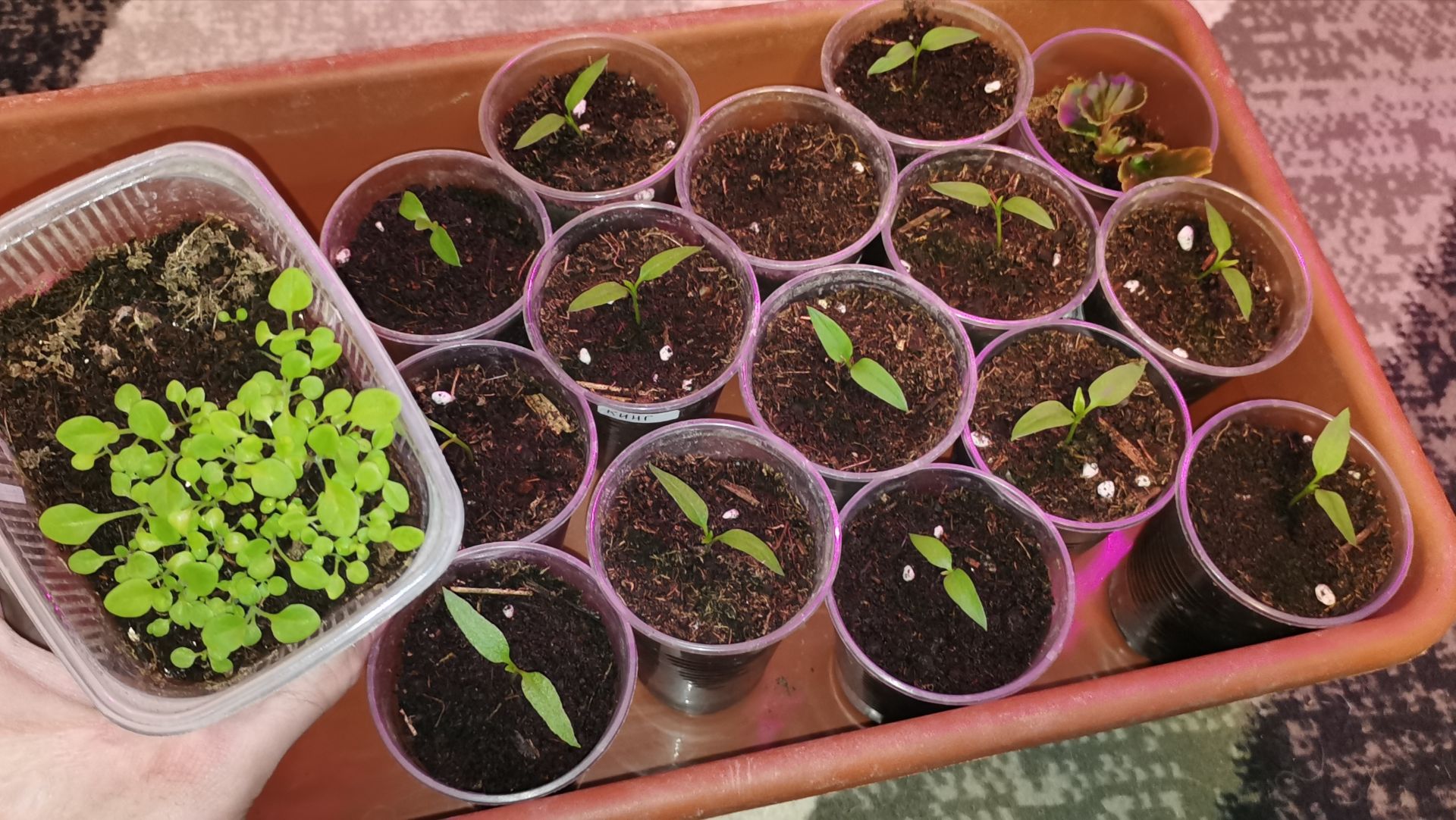 Рассада сезон 2026 пересаживаю перцы и петунии! Вкусные венские вафли. смотреть онлайн