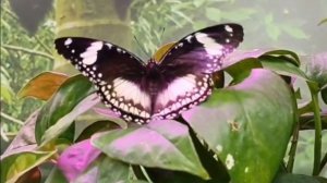 "Крылатые Ангелы". 🌿Звучат песни и музыка Елизаветы Лаптевой.💗