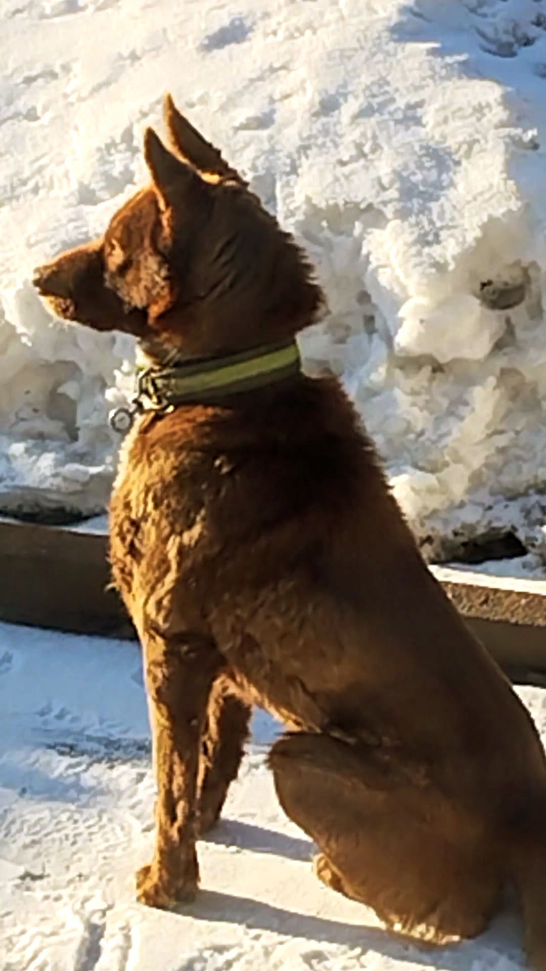 Подружки за забором!🤣  Я иду к Вам! 🐕 21-02-2026