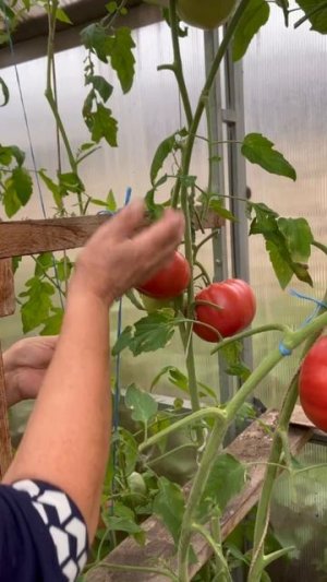 Томаты сорт Сумочные - вот это урожай!