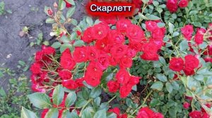 плетистая роза Скарлетт в коллекции сада