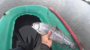 В сеть попалась Рыбина! Какую я сделал эстокаду! Красим со Славой кисточками!