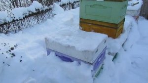 февраль, пчела Элгон на ячейке 4,79 мм в малоформатном улье , 21.02.2026