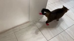 Кошке примерили носочки