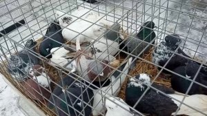 21.02.26  Ярмарка голубеводов в Тольятти