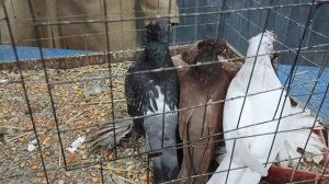 21.02.26. Ярмарка голубей. Москва.