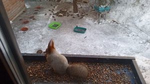 первая белка на рассвете