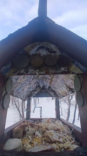 1000010316.mp4Кормушка.21.02.2026г.