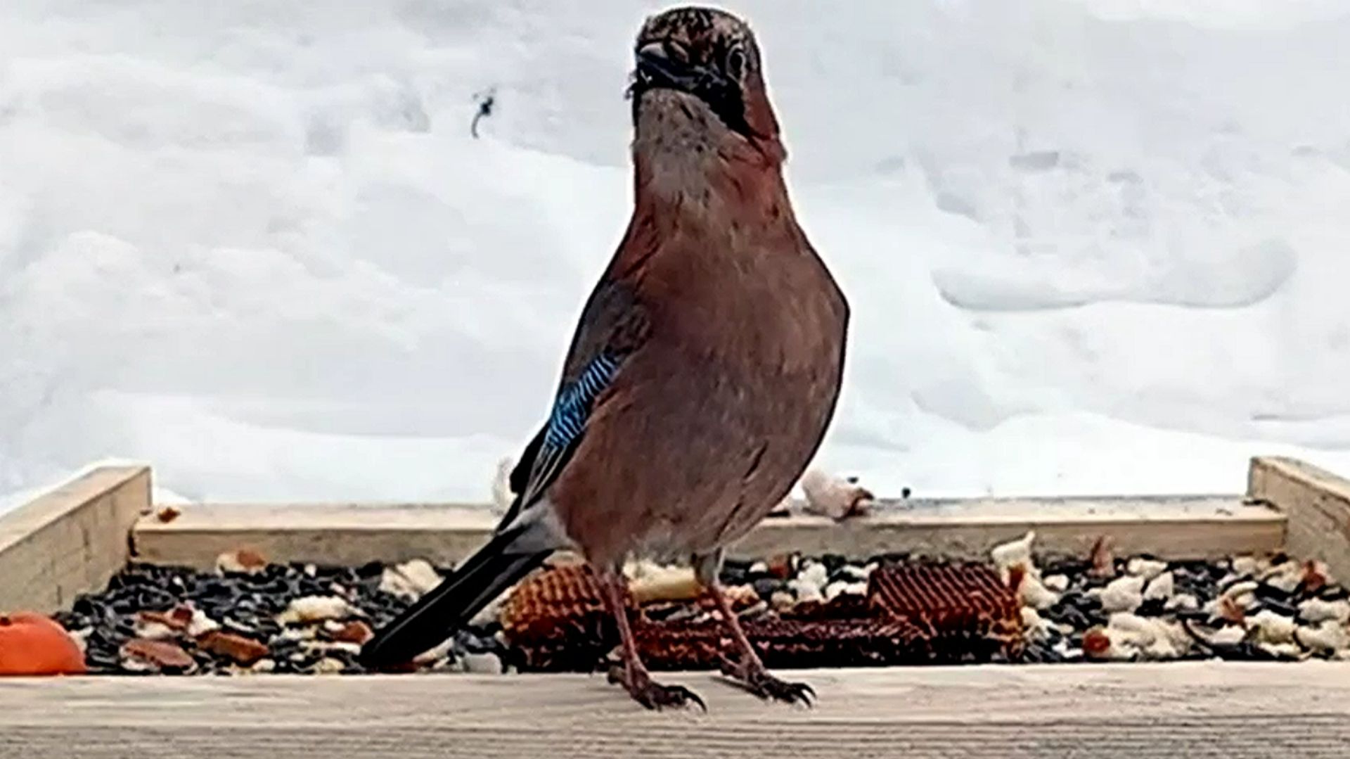 Сойки прилетели на кормушку
