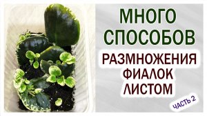 Фиалки (сенполии). Много способов размножения фиалок листом. Часть 2.