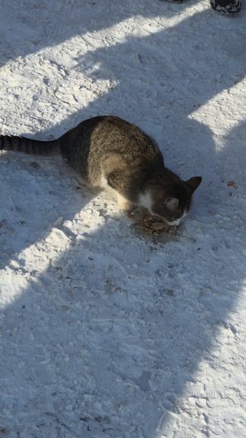 21-02-2026уха досталась  всем даже коту