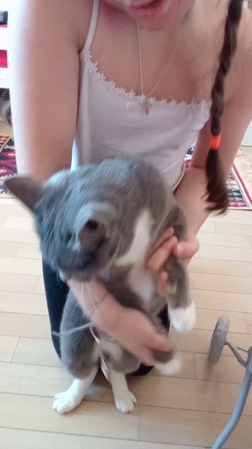 мой кот Яша.