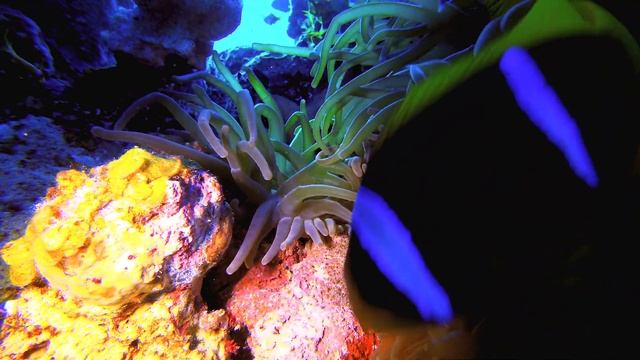 Потрясающая дикая природа в видео 4K HDR 120 FPS – Dolby Vision