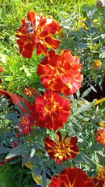 Чернобривцы 2025 в Заполярье