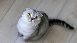 Шотландская вислоухая кошка