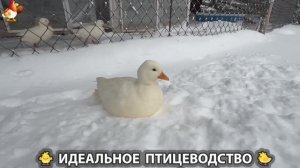 Идеальное птицеводство достойно восхищения 🐓🦆🦢🦚🦃🐔 эпизод (460)