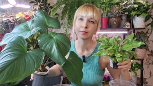 Пересадка хомаломены и папоротника в кокосовый субстрат