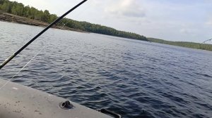 За треской.Умба. 08.23г..