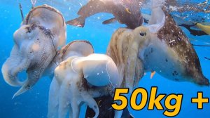Подводная охота / Обильный улов!! Гигантский кальмар и рыба, которые были слишком тяжелыми...