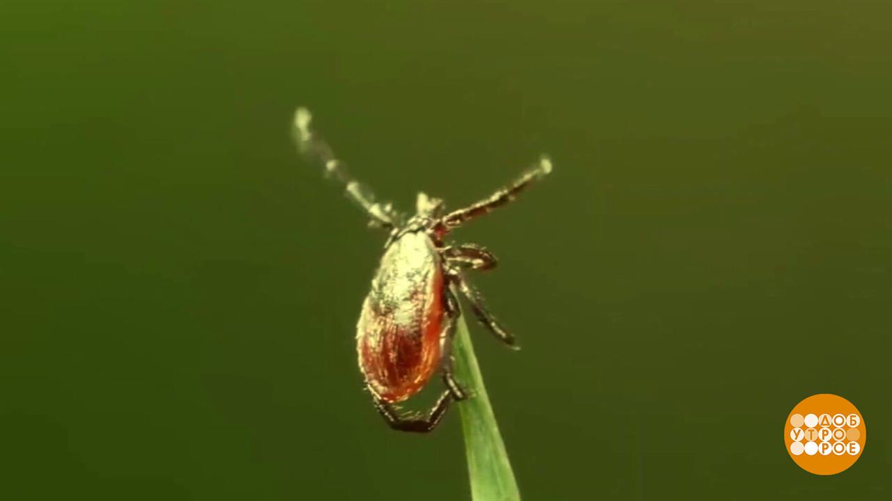 Клещи просыпаются! Пора прививаться? Доброе утро. Суббота. Фрагмент выпуска от 21.02.2026 смотреть онлайн