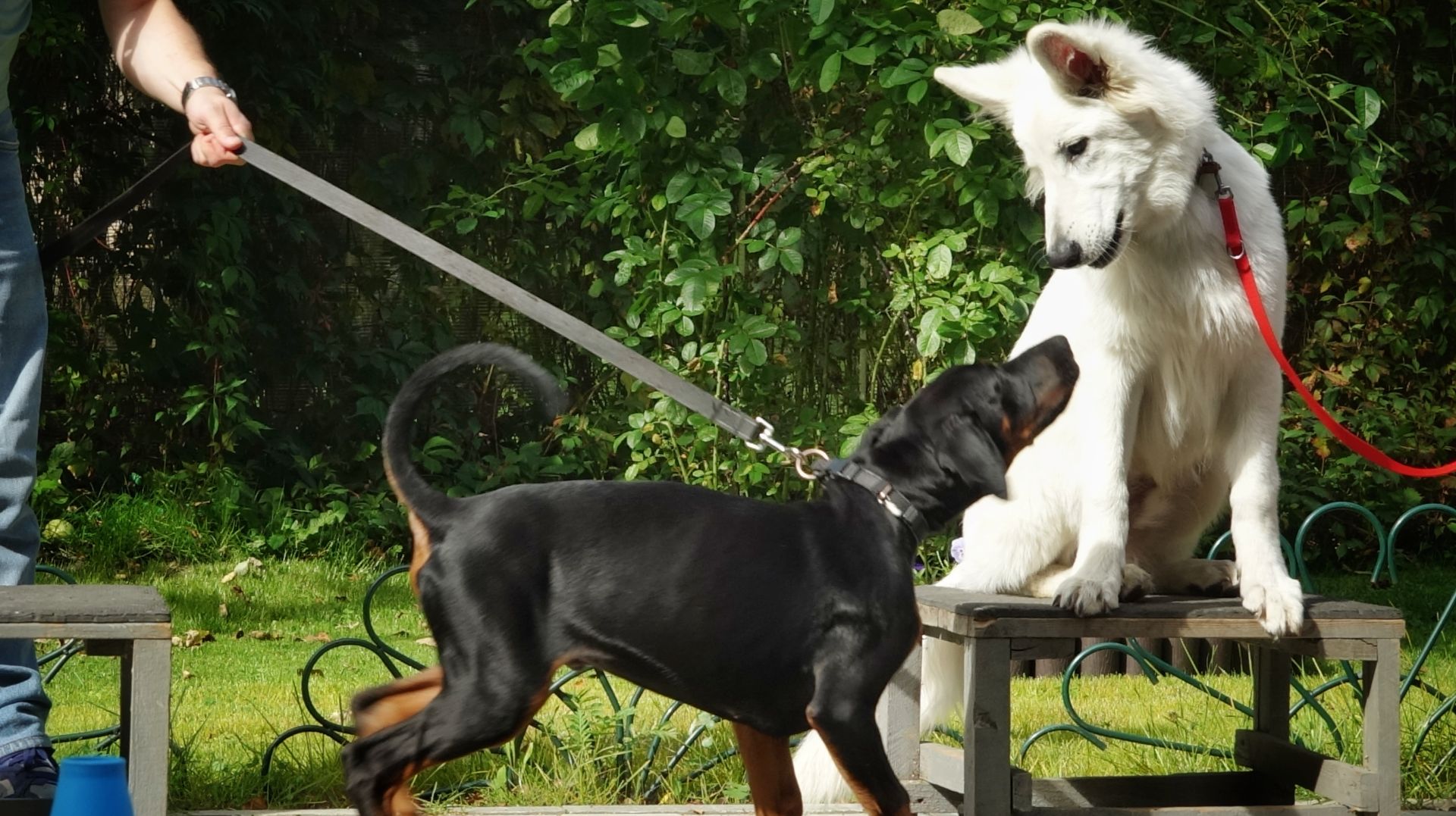 Щенки или как оторваться по полной