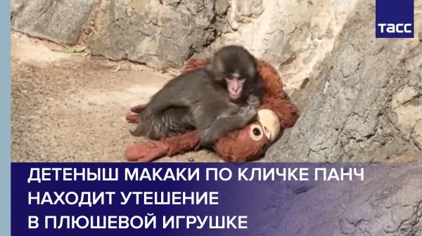 Детеныш макаки по кличке Панч находит утешение в плюшевой игрушке